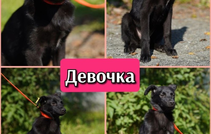 Щенки-дикарята из Первоуральска ищут дом или передержку