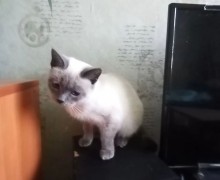 Сима ищет дом: кошке около года, нужна забота