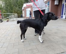В Заречном ищут хозяев найденной собаки
