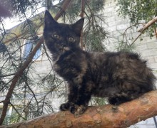 Ищет дом молодая кошечка, 3,5 месяца