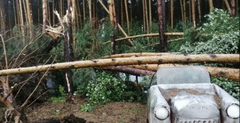 Ликвидация последствий урагана: на уборку аварийных деревьев выделят 3,5 млн рублей