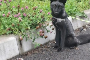 Помогите найти потерявшегося лисёнка в районе Гелиоса
