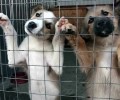 В России может появиться уполномоченный по защите животных