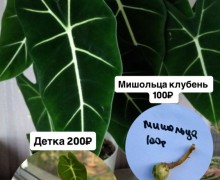 Клубни Алоказий