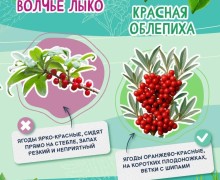 В Свердловской области ежегодно фиксируются отравления ягодами и грибами