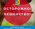 В селе Некрасово у погибшей лисы подтвердили бешенство