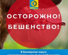 В селе Некрасово у погибшей лисы подтвердили бешенство
