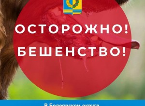 В селе Некрасово у погибшей лисы подтвердили бешенство