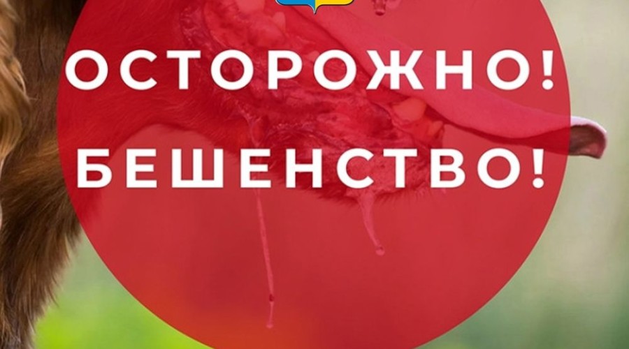 В селе Некрасово у погибшей лисы подтвердили бешенство