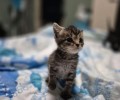 Котята из помойки ищут дом: три чёрных мальчика ждут хозяев