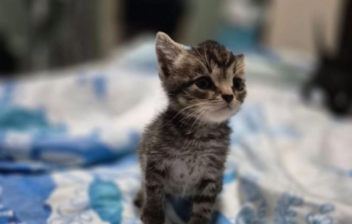 Котята из помойки ищут дом: три чёрных мальчика ждут хозяев