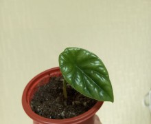 Продажа комнатных растений