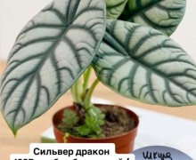Хойи