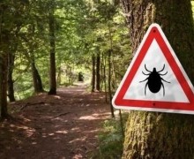 За неделю в Заречном 22 человека пострадали от укусов клещей