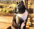 В Заречном разыскивают кота, который ушёл на самовыгул