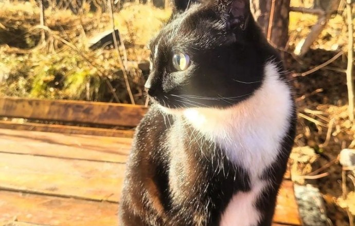В Заречном разыскивают кота, который ушёл на самовыгул