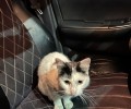 В Заречном найден белый кот: ищут хозяина или новый дом