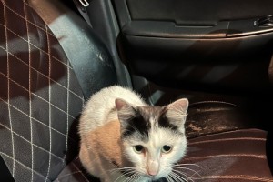 В Заречном найден белый кот: ищут хозяина или новый дом