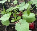 Остались кабачки, патиссон и тыквы