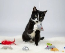Ириска из Заречного ищет новый дом и заботливых хозяев