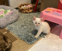Котёнок Айси ищет дом: девочка окраса колор-пойнт из заброшенного сада