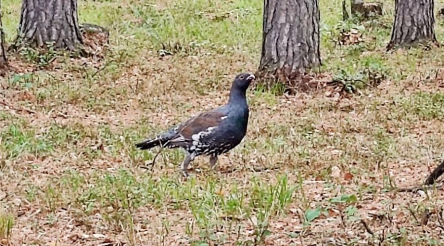 Глухарям понравилось жить в Заречном