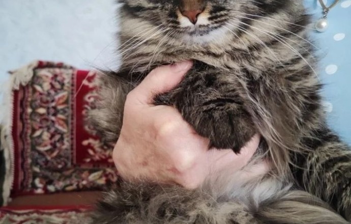 Отдам кошку в добрые руки