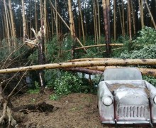 Дополнительные средства выделят на удаление аварийных деревьев