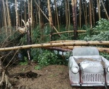 Дополнительные средства выделят на удаление аварийных деревьев