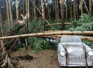 Дополнительные средства выделят на удаление аварийных деревьев