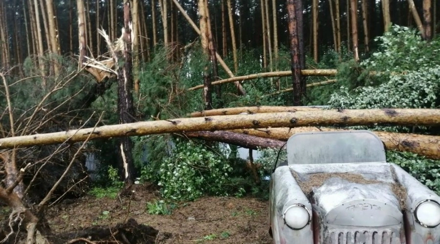 Дополнительные средства выделят на удаление аварийных деревьев