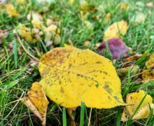 Кажется, последний день лета на Среднем Урале выпал на 23 сентября