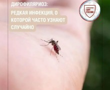 Дирофиляриоз: редкое паразитарное заболевание, передающееся через укусы комаров