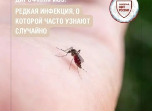 Дирофиляриоз: редкое паразитарное заболевание, передающееся через укусы комаров
