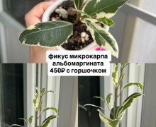 Названия и цены на фото