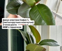 Названия и цены на фото