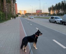 Преданная Лиза снова в поиске дома
