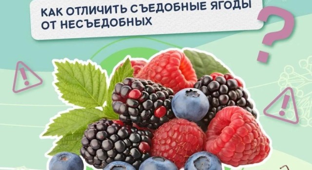 В Свердловской области ежегодно фиксируются отравления ягодами и грибами