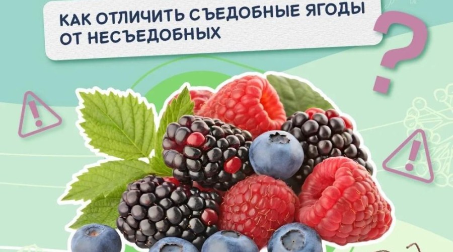 В Свердловской области ежегодно фиксируются отравления ягодами и грибами