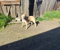 Ищет дом: Джесс, добрая собака, 2-3 года, стерилизована