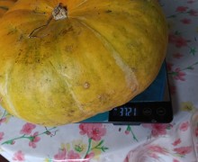 Тыквы в продаже: 40 рублей за килограмм