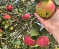 Свежие садовые яблоки, кисло-сладкие, по 400 рублей за ведро