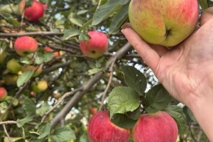Свежие садовые яблоки, кисло-сладкие, по 400 рублей за ведро