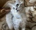 Животные ищут дом: Дымок, Леся и Василий ждут хозяев