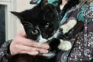 Ириска ищет дом: ласковая кошечка, стерилизована, приучена к лотку
