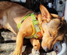 Щенки из Заречного обретают семьи: двое уже дома