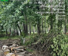 В Заречном началась вырубка аварийных деревьев в зоне благоустройства у Курчатова