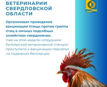 Домашних пернатых привьют от гриппа птиц