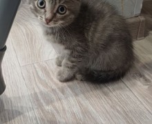 Отдам котят, приученных к лотку