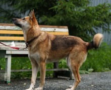 Собака из приюта Первоуральска ищет заботливых хозяев